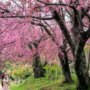 3 Rekomendasi Destinasi Terbaik untuk Dituju Saat Musim Sakura Tiba
